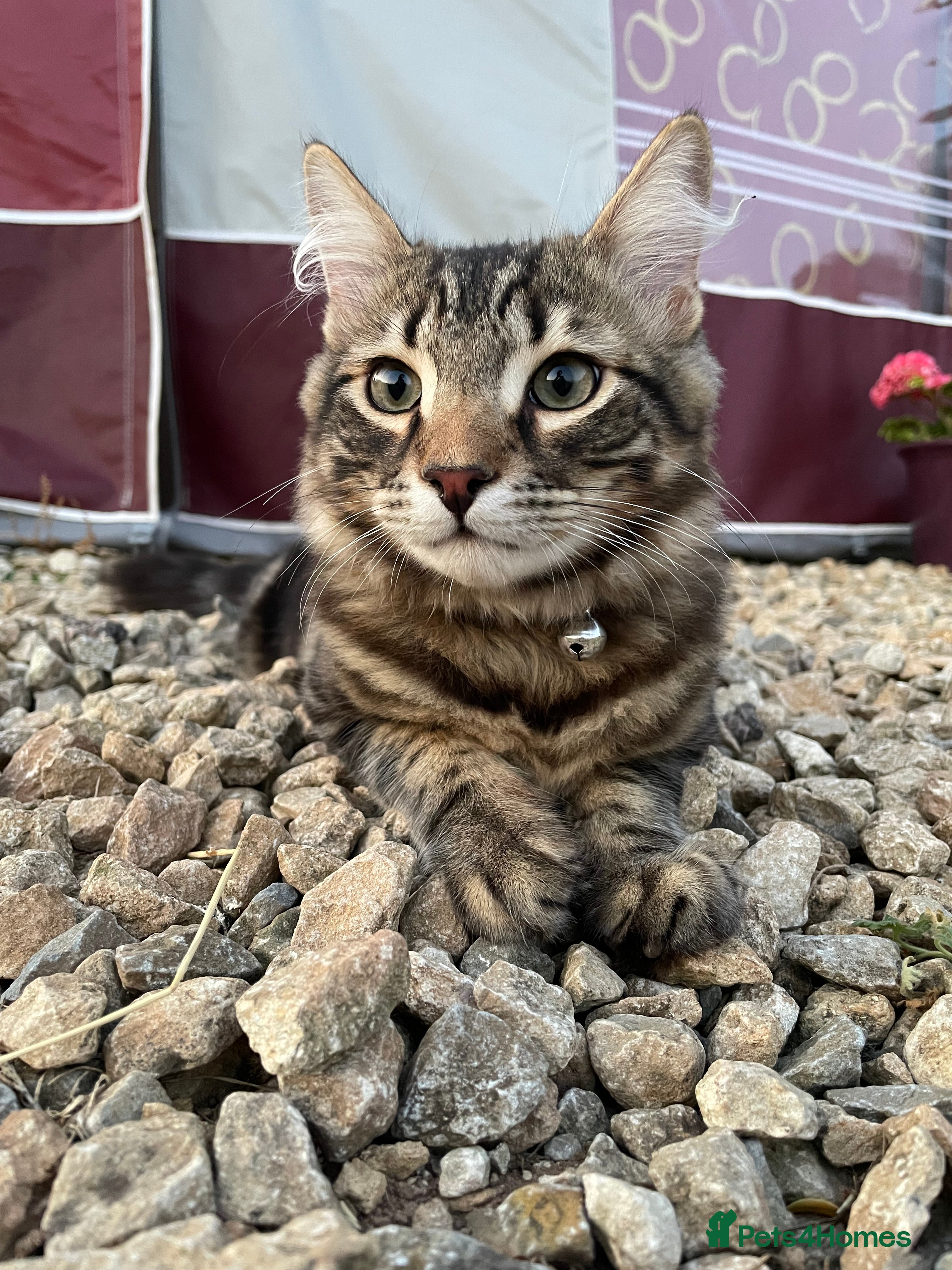 Mixed Breed cats Friendly Cat Looking for a Forever Home - Advert 1