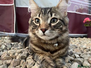 Mixed Breed cats Loki Looking for a Forever Home - Advert 18