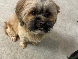 Lhasa Apso dogs for stud - Advert 1