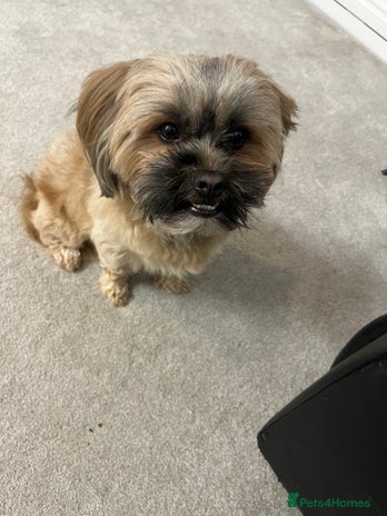 Lhasa Apso dogs Male Lhaso Apso mix for stud - Advert 1