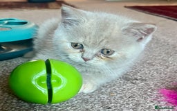 British Shorthair cats for sale: Gorgeous British Shorthair Kittens - Image 7