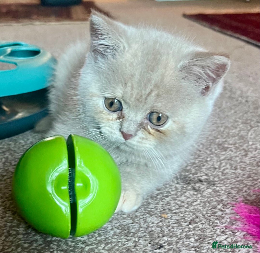 British Shorthair cats for sale: Gorgeous British Shorthair Kittens - Image 7