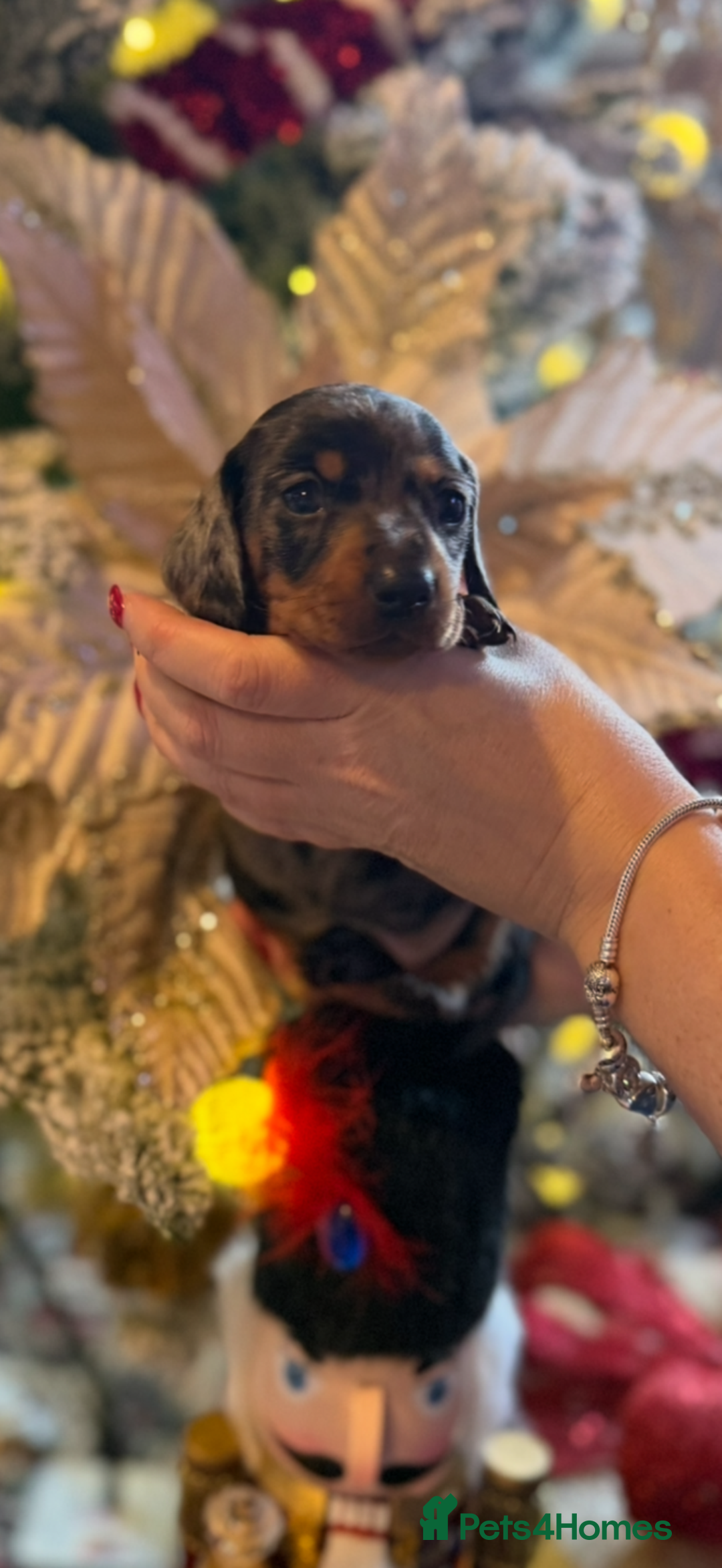 Miniature Dachshund dogs for sale: Miniature Dachshund Puppies - Advert 1