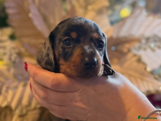 Miniature Dachshund dogs Miniature Dachshund Puppies - Advert 15