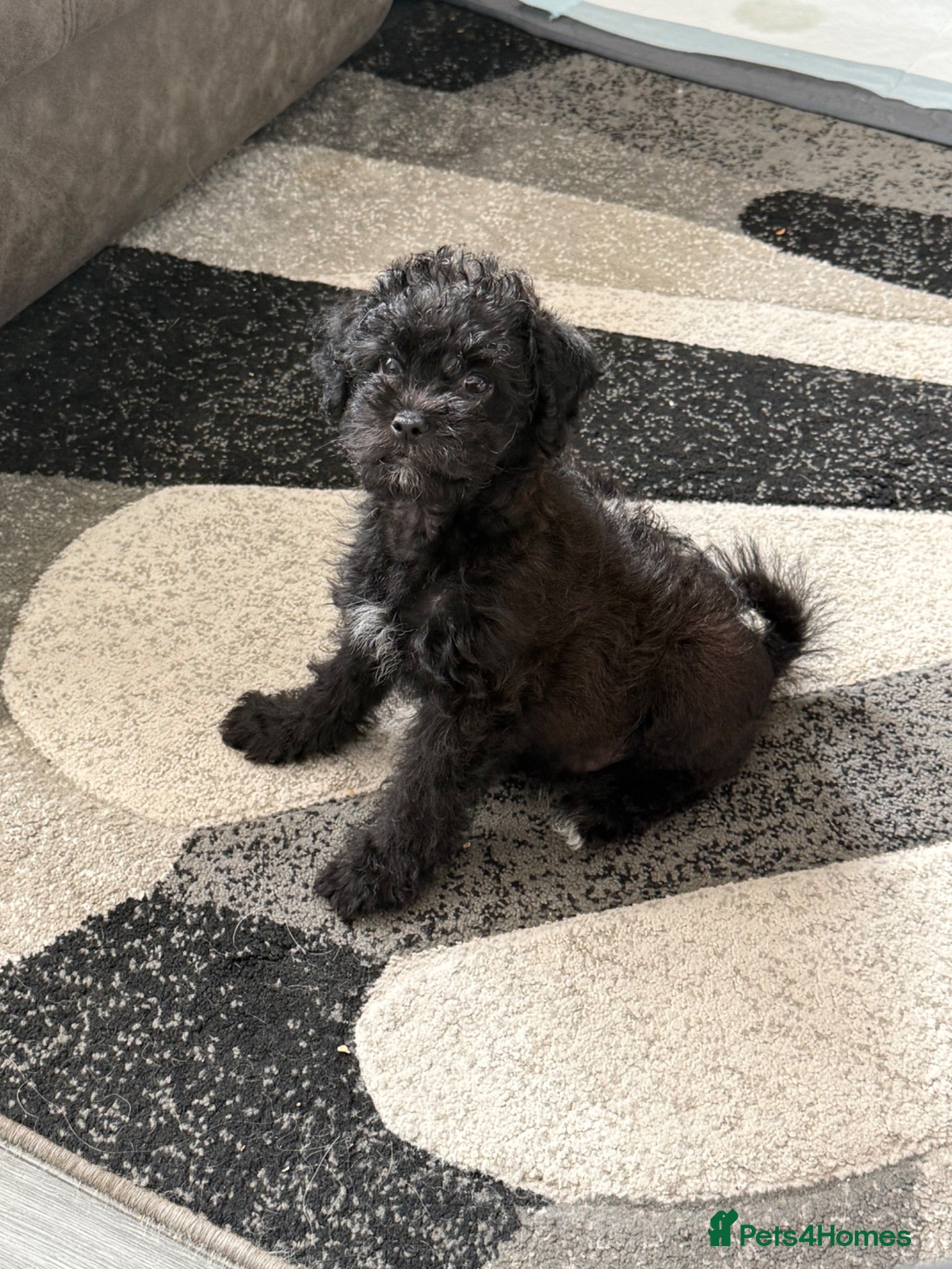 Maltipoo dogs Amazing Malshipoo puppy  - Advert 2