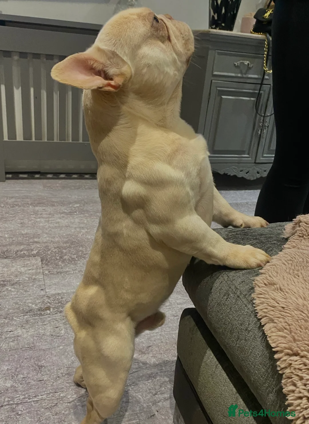 French Bulldog dogs for stud: Frenchie stud champion Flava  in Kings Langley - Advert 5