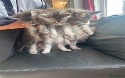 Maine Coon cats for sale: Maine Coon Kittens Ready for Their Forever Homes - Image 8