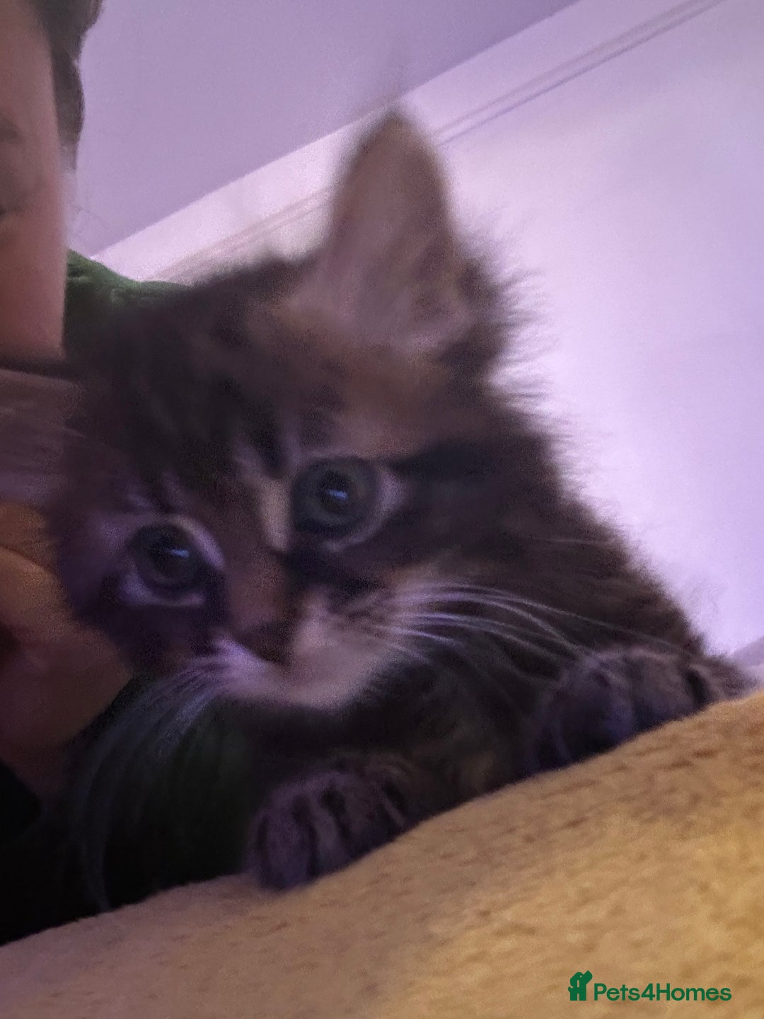 Mixed Breed cats for sale: Ragdoll Cross Kittens, 2 boys 1 girl - Advert 36