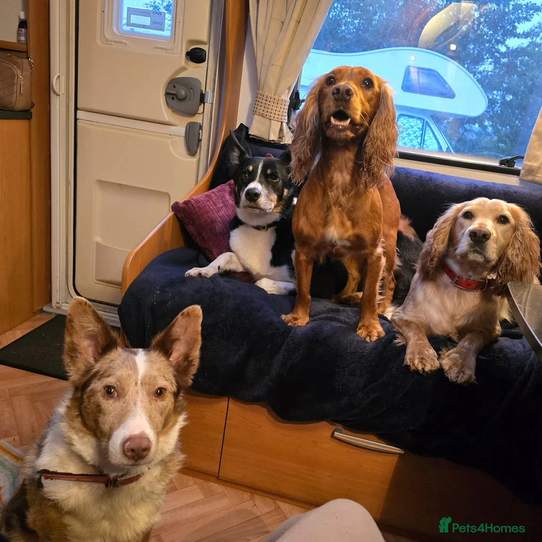 Cocker Spaniel dogs for sale: Cocker spaniel puppies for sale  - Advert 6