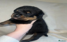 Rottweiler dogs for sale: Stunning Rottweiler puppies  - Image 10