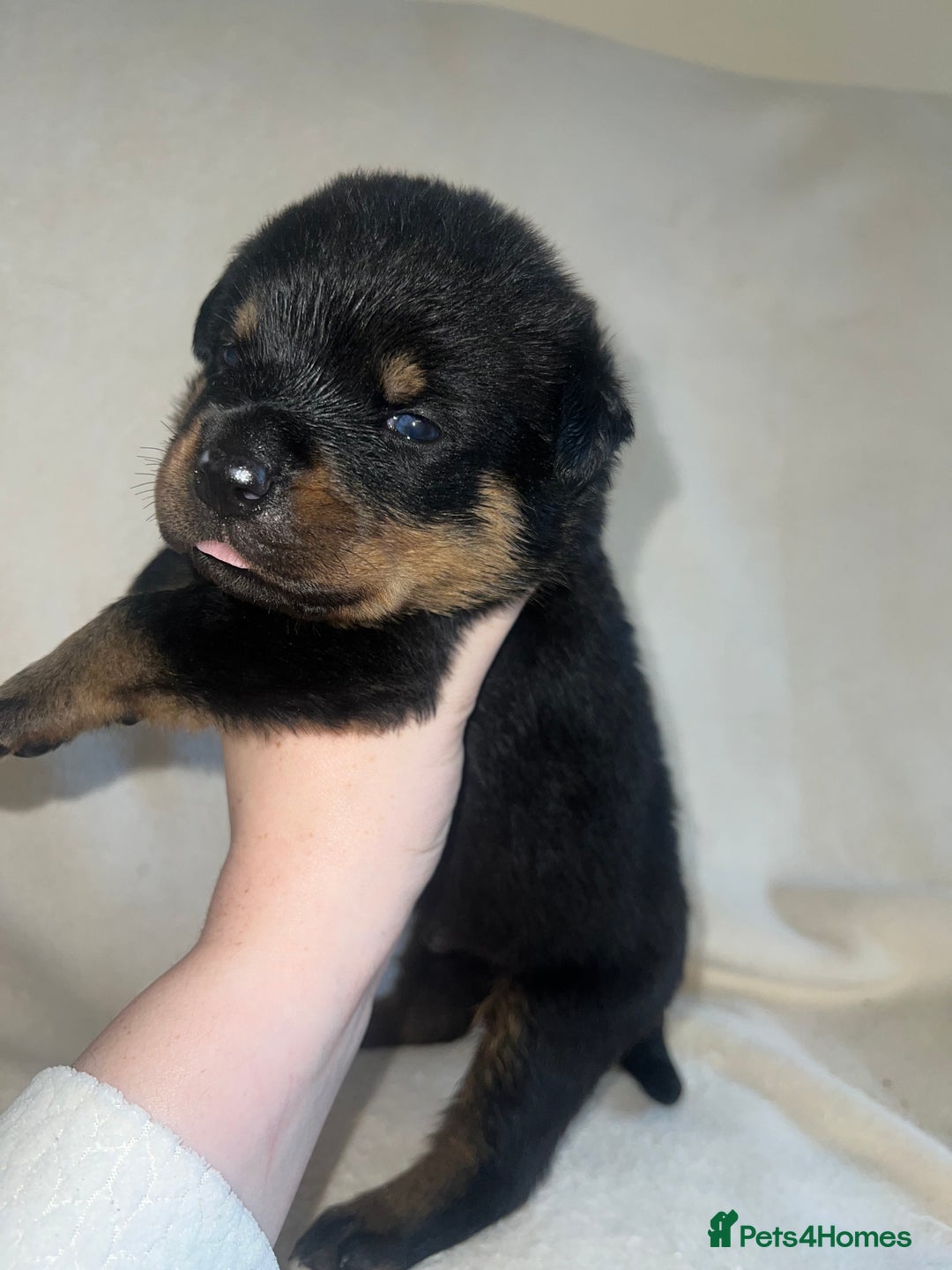 Rottweiler dogs for sale: Stunning Rottweiler puppies  - Image 10