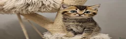 British Shorthair cats for sale: Adorable Kitten Ready For Reservation in Leamington Spa - Advert 15