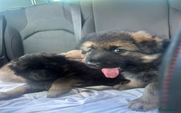 German Shepherd dogs for sale: KC REG GSD PUPPIES FULLY SCORED AND TESTED PARENTS - Image 9