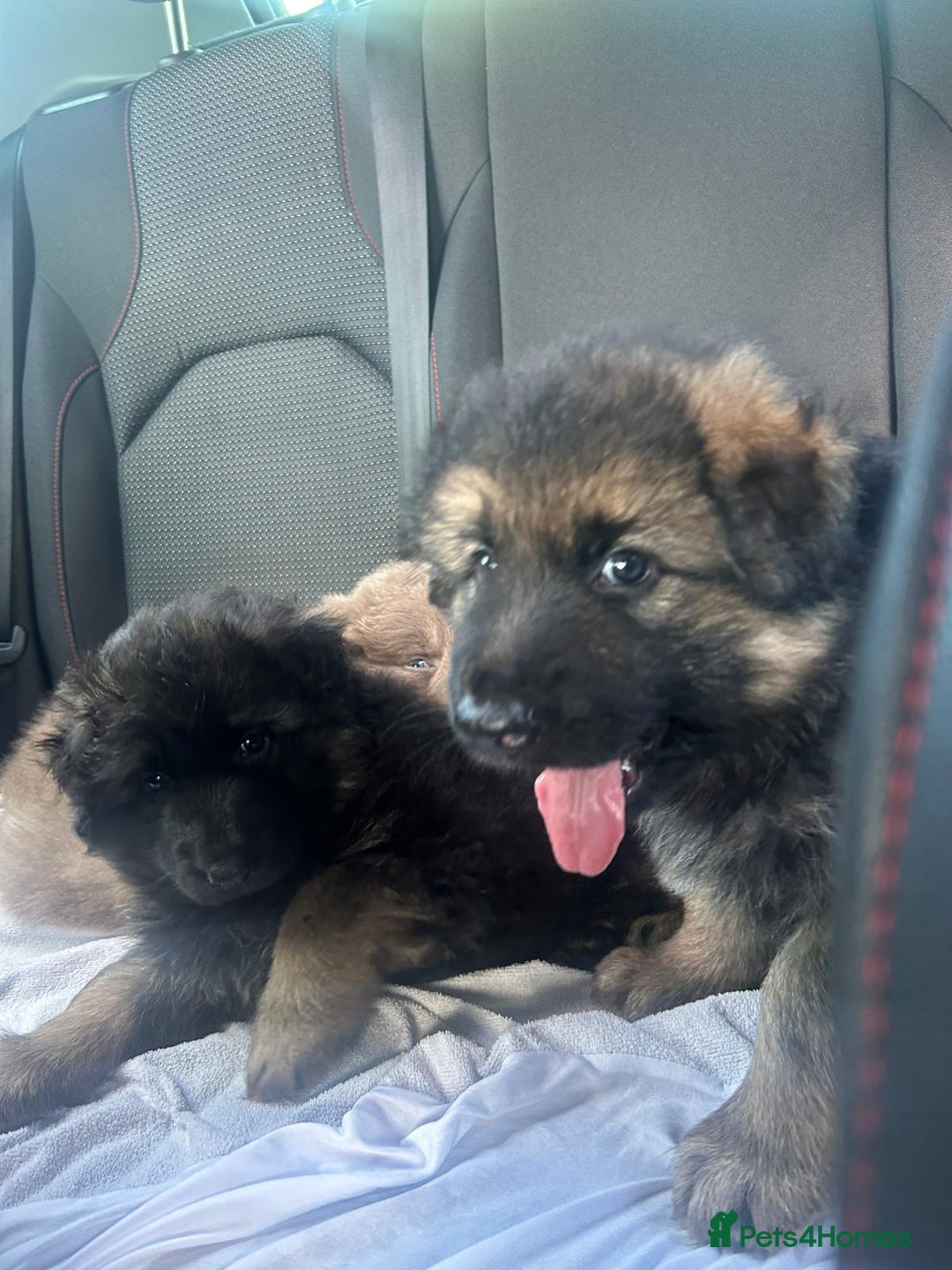 German Shepherd dogs for sale: KC REG GSD PUPPIES FULLY SCORED AND TESTED PARENTS - Image 9