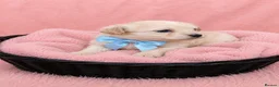 Maltipoo dogs for sale: Parents health tested Maltipoo puppies - Advert 3
