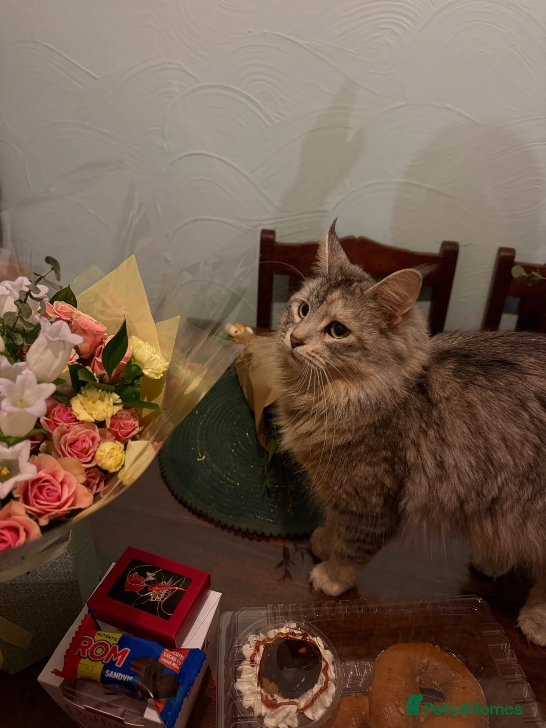 Maine Coon cats for sale: Maine Coon kittens 1 girl & 4 boys 😊 - Advert 1