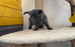 British Shorthair cats for sale: Britishshort hair kittens - Image 10