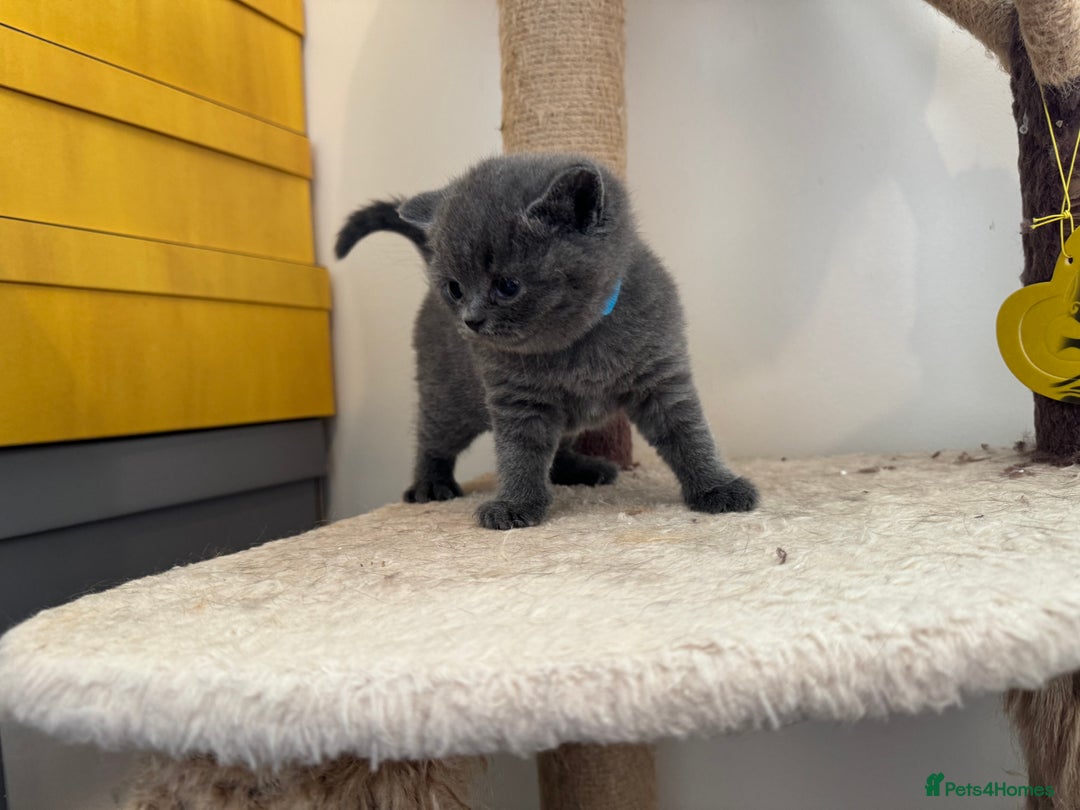 British Shorthair cats for sale: Britishshort hair kittens - Image 10