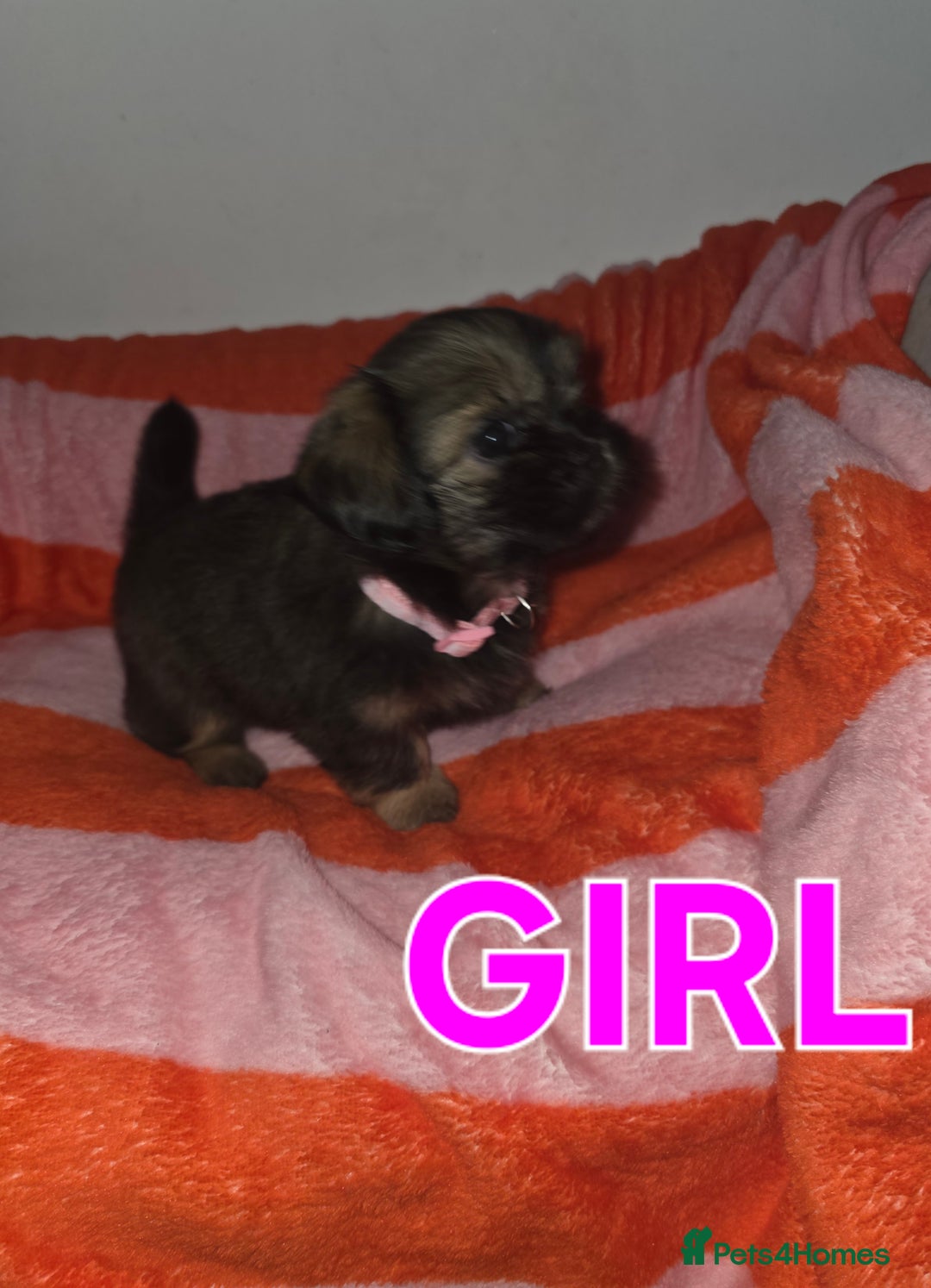Shih Tzu dogs for sale: Shih tzu  - Image 10
