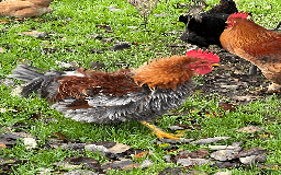 Chickens poultry for sale: 3 month old medium cockerels - Image 2