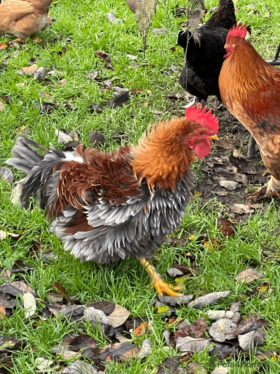 Chickens poultry for sale: 3 month old medium cockerels - Image 2