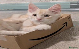 Maine Coon cats for sale: Cream boy maine coon  - Image 5