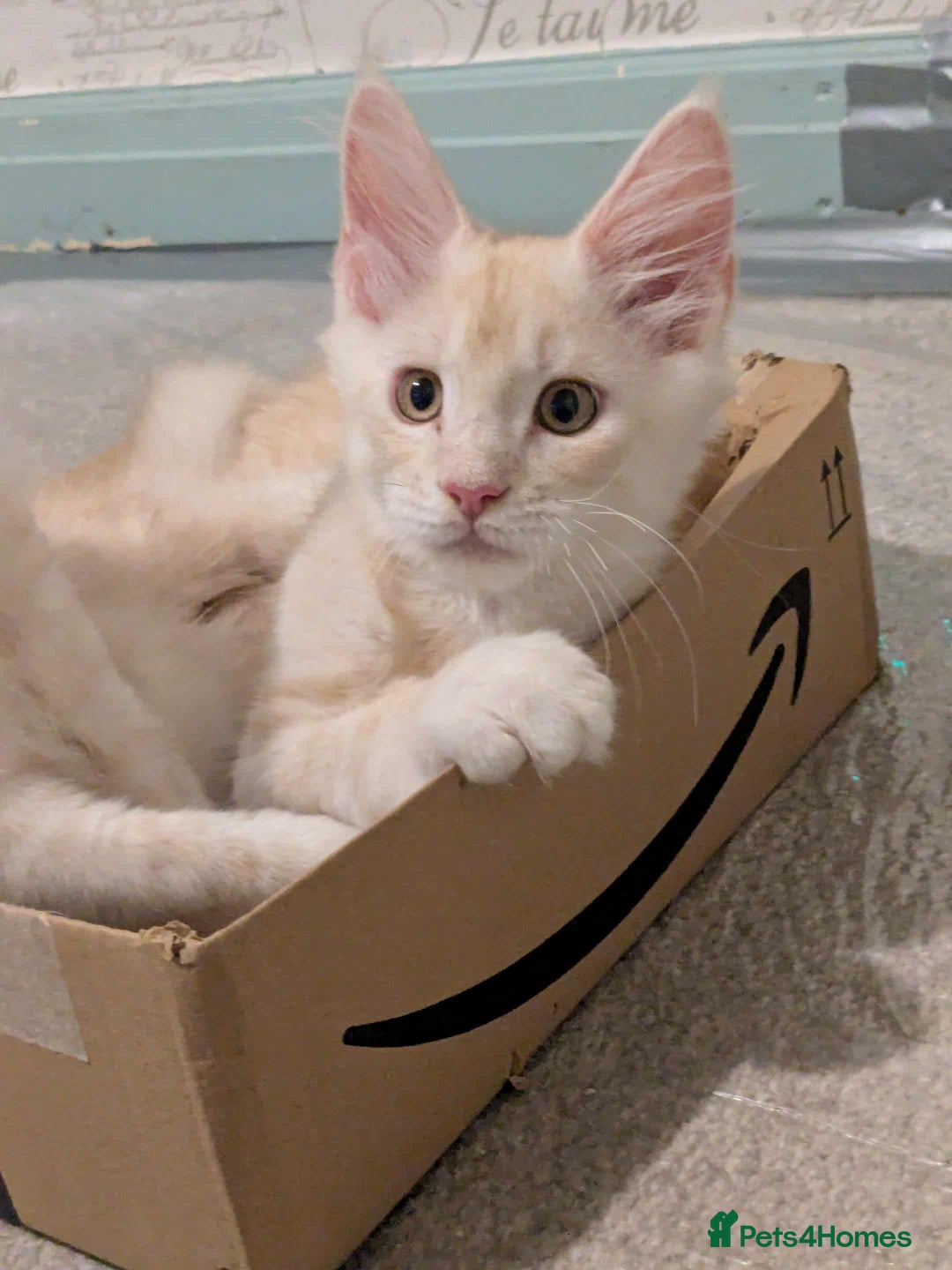 Maine Coon cats for sale: Cream boy maine coon  - Image 5