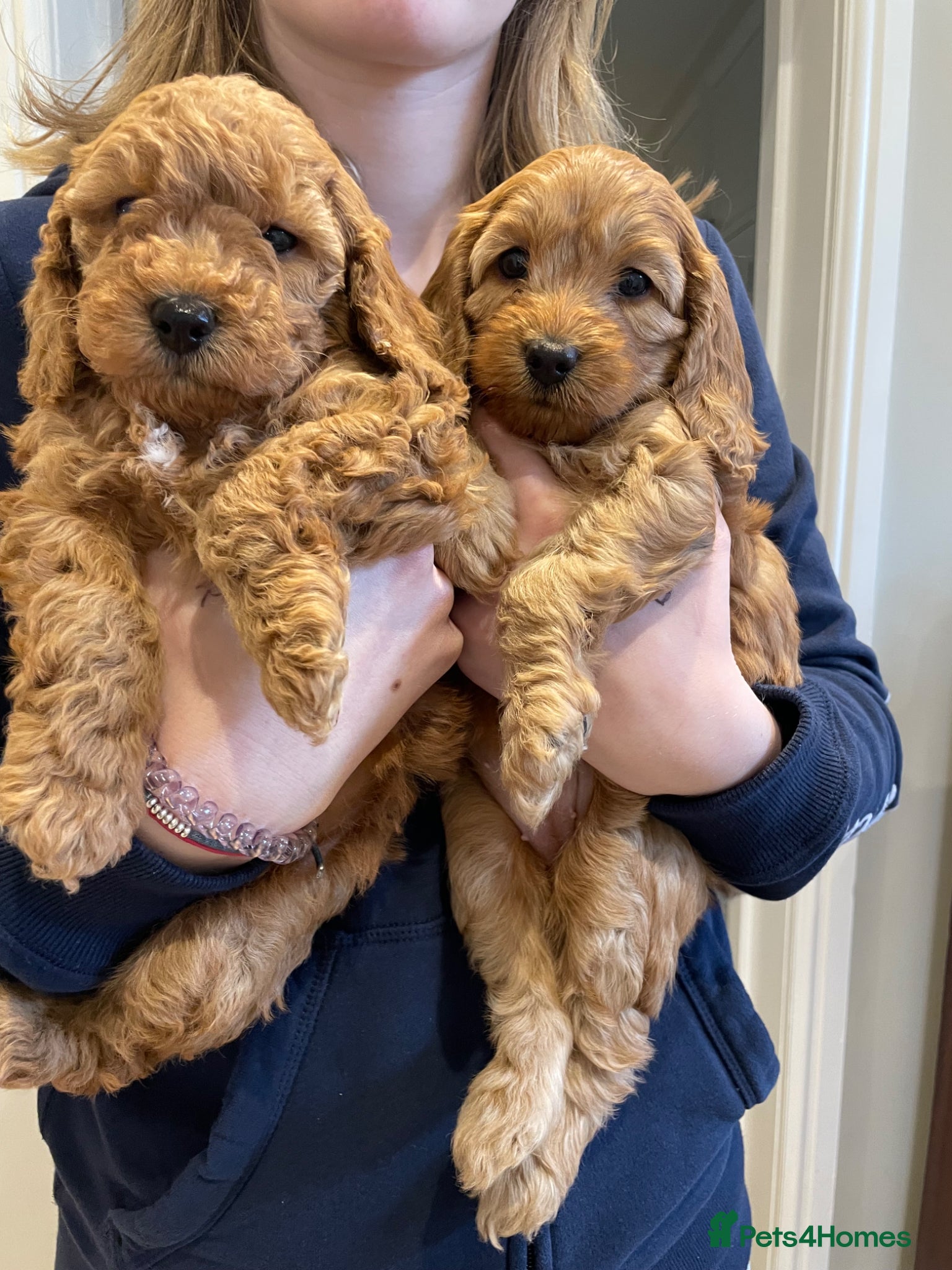 Cockapoo dogs Cockapoo puppies - Advert 1