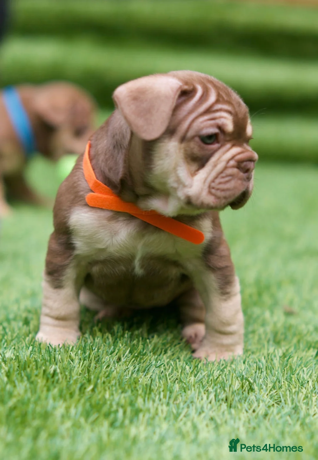 French Bulldog dogs for sale: French bull dog puppies  - Advert 2
