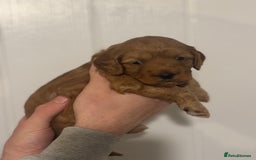 Cockapoo dogs for sale: Red Cockapoo puppies - Advert 9