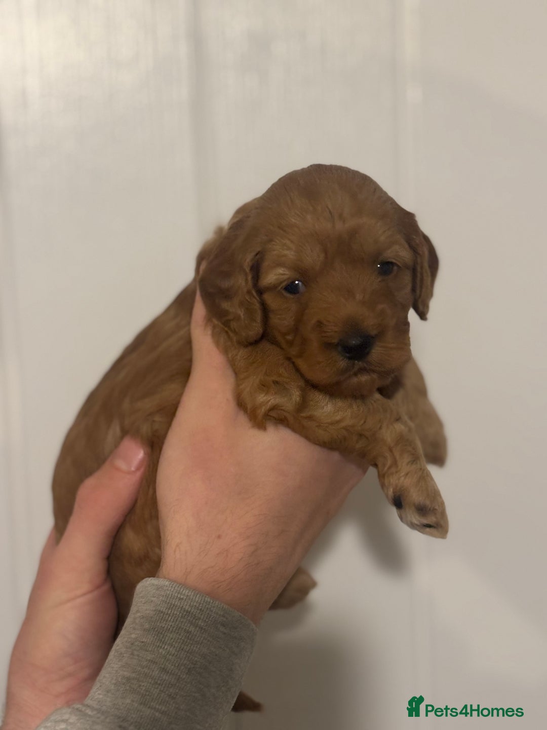 Cockapoo dogs for sale: Red Cockapoo puppies - Advert 9