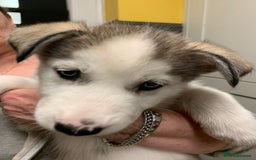 Utonagan dogs for sale: Husky x malamute  - Image 25