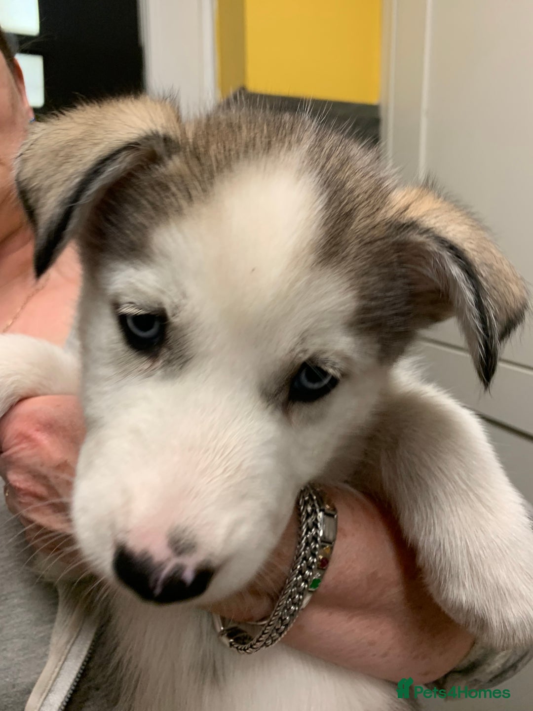 Utonagan dogs for sale: Husky x malamute  - Image 25