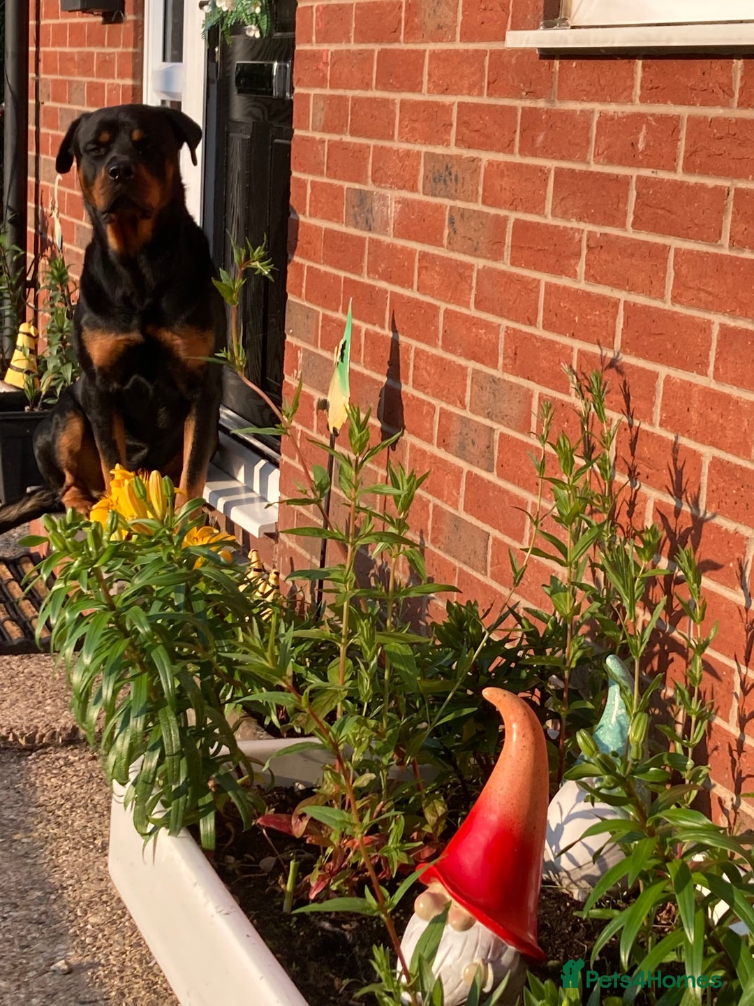 Rottweiler dogs for sale: Bruce * Rehome *  - Advert 3