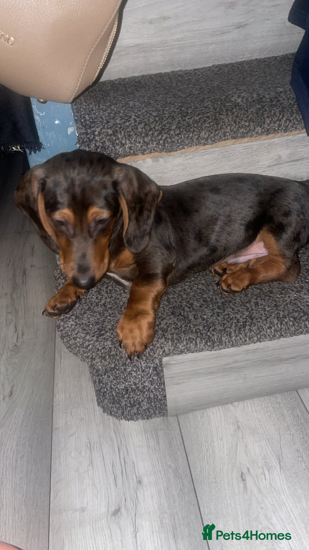 Miniature Dachshund dogs for sale: Miniature Dachshund  - Advert 2