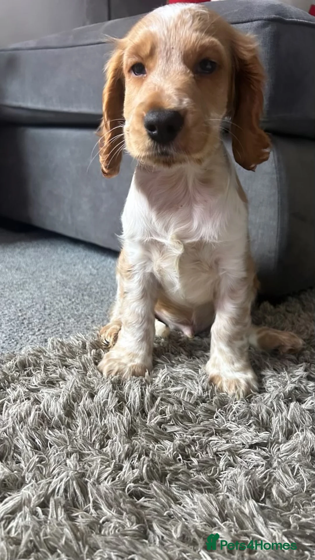 Cocker Spaniel dogs for sale: Male Cocker Spaniel - Advert 1
