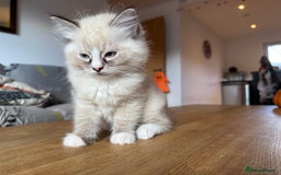 Ragdoll cats for sale: Ragdoll Kittens for Sale - Image 28