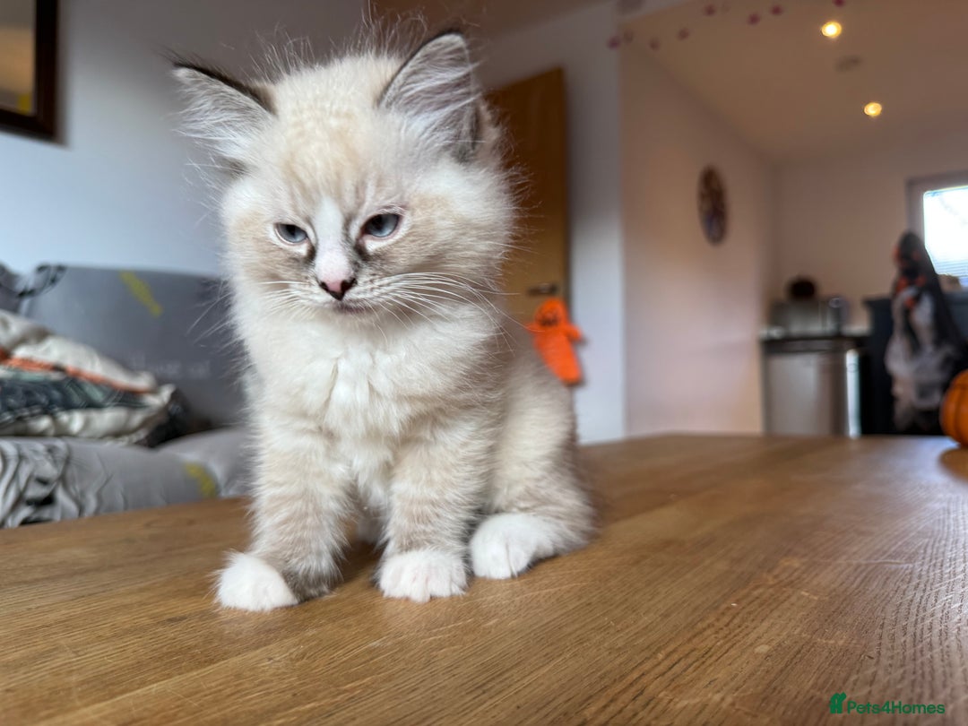 Ragdoll cats for sale: Ragdoll Kittens for Sale - Image 28