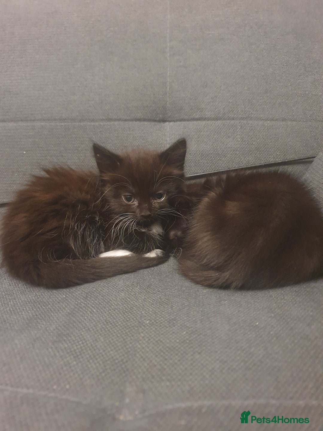 British Shorthair cats for sale: 3 kittens for sale - Image 1