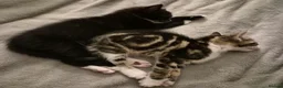 British Shorthair cats for sale: 2 gorgeous male kittens for sale  - Advert 2
