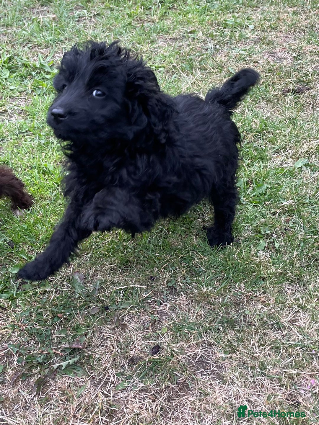 Labradoodle dogs for sale: miniature labradoodle puppies - Image 10