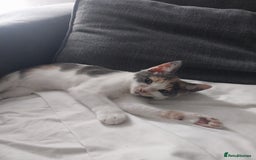 Mixed Breed cats for sale: Two kittens  - Image 2