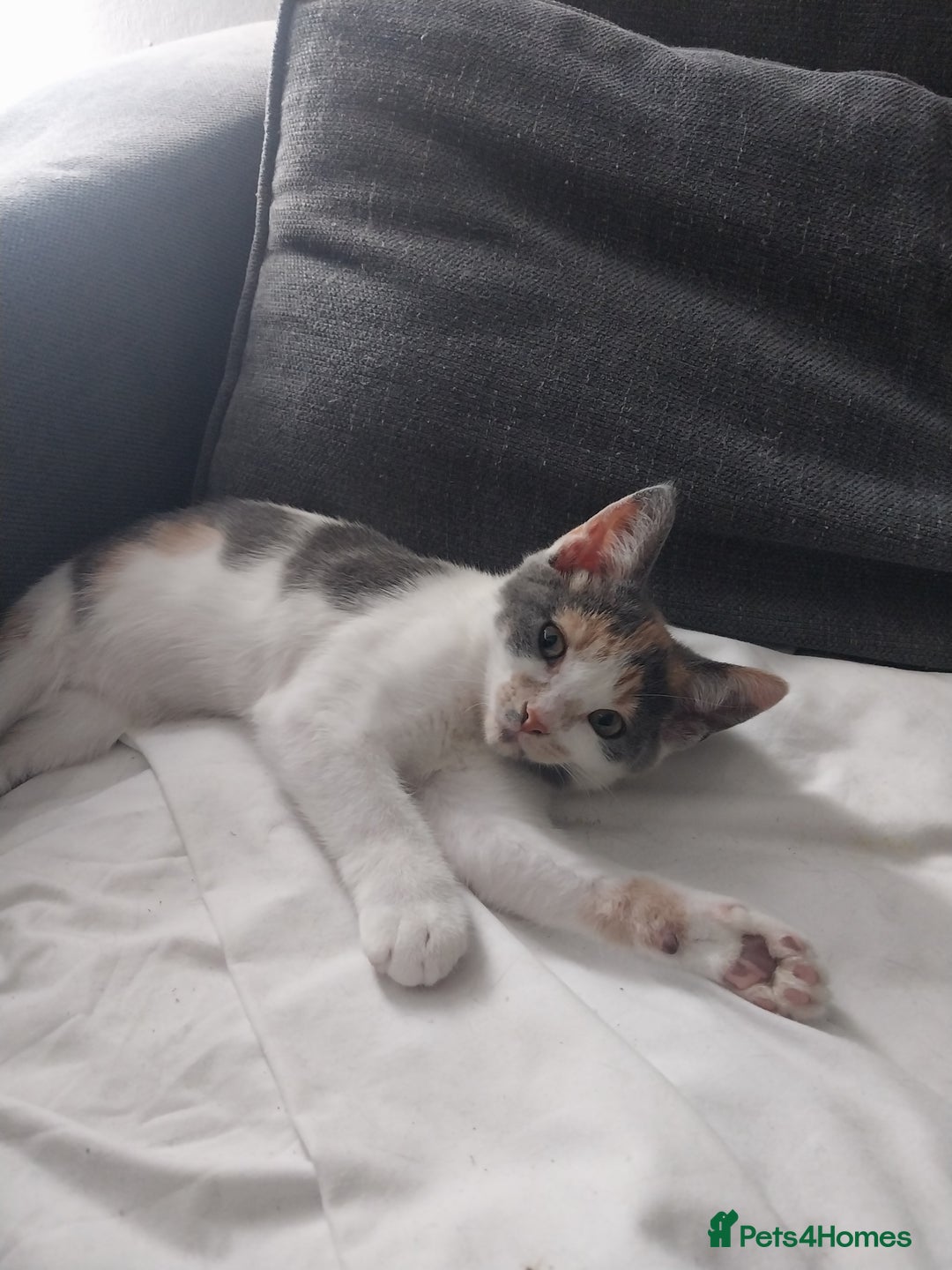 Mixed Breed cats for sale: Two kittens  - Image 2