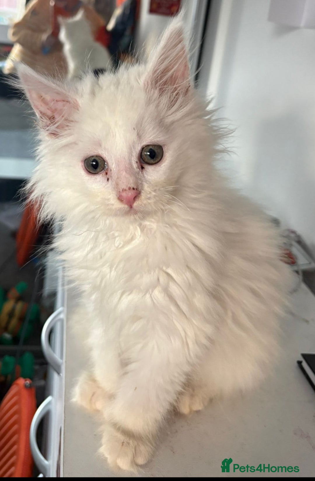 Maine Coon cats for sale: POLYDACTYL white maine coon female kitten - Advert 3