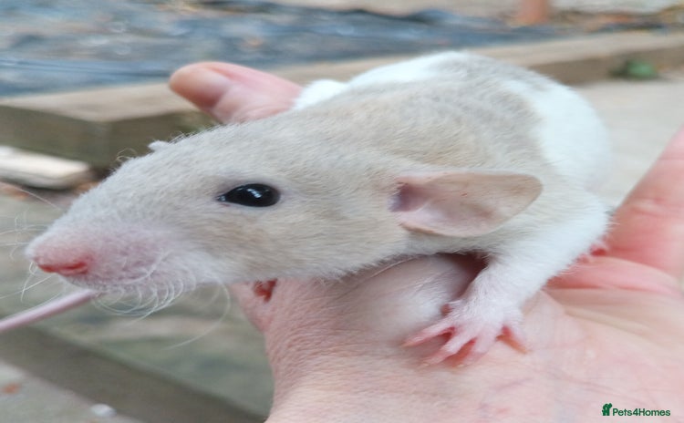 Rat rodents - Advert 5