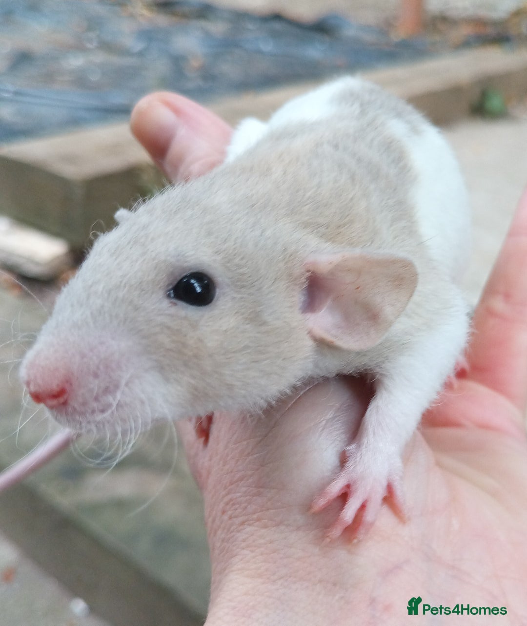 Rat rodents for sale: Baby rats - standard and dwarf  - Image 1