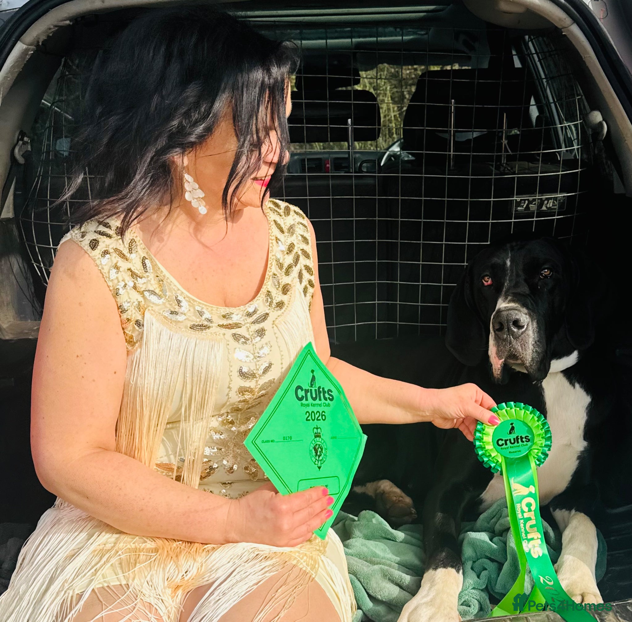 Great Dane dogs Crufts winner 2026 is for sale with mum - Advert 5