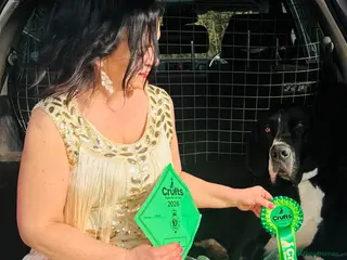 Great Dane dogs Crufts winner 2026 is for sale with mum - Advert 5