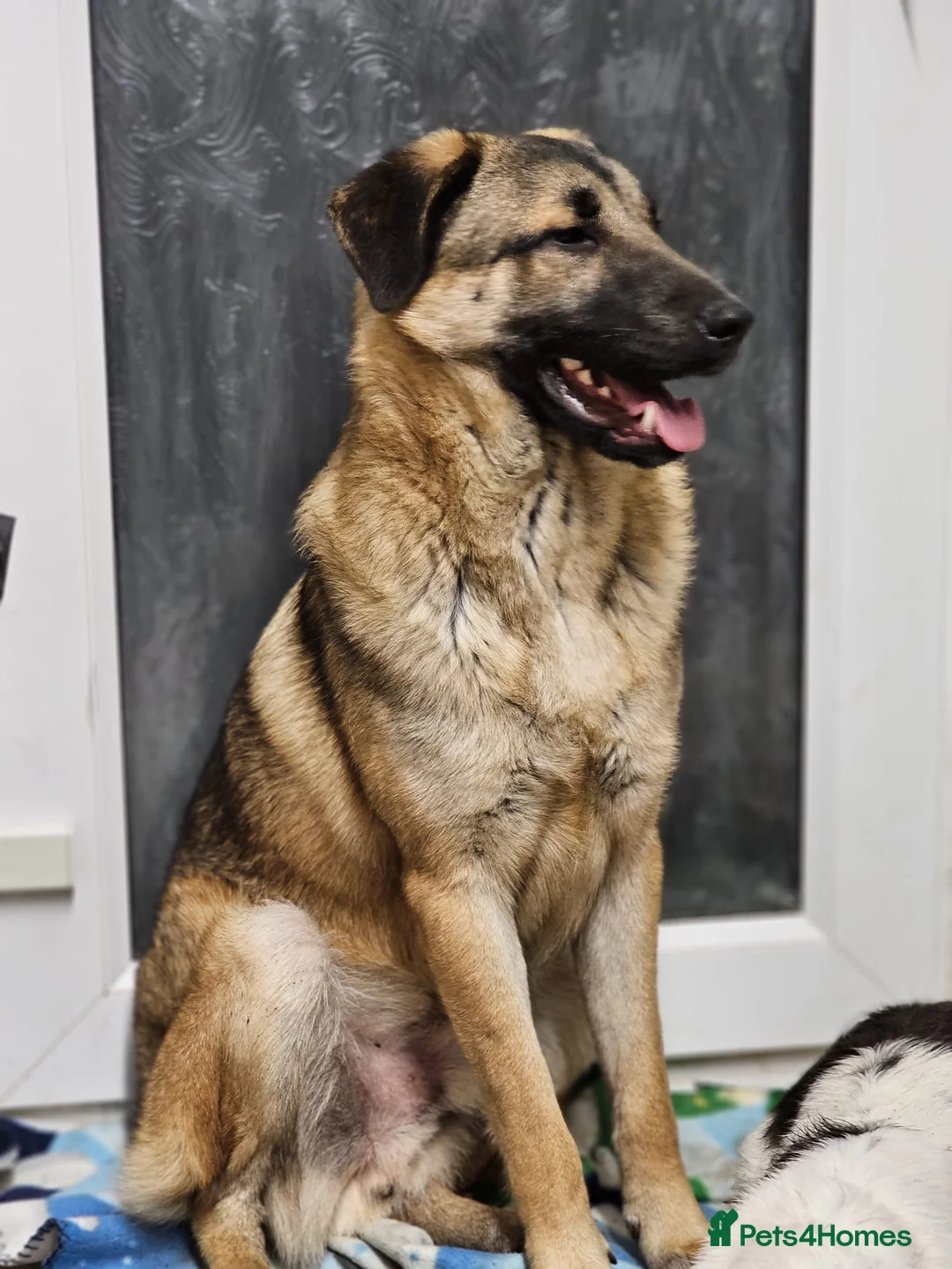 Mixed Breed dogs for sale: Handsome Bob - Advert 3