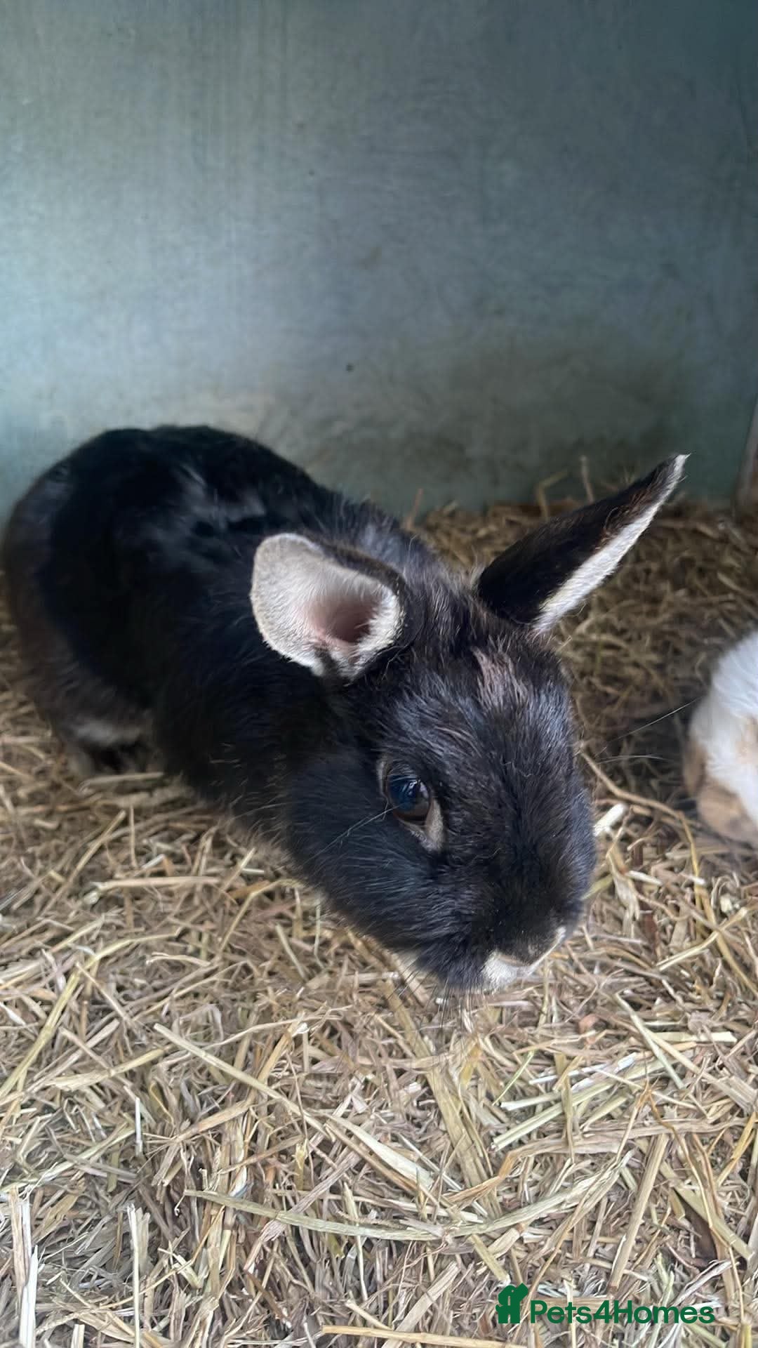 Netherland Dwarf rabbits Rabbits for sale - Advert 2